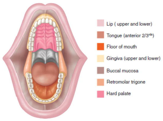 Oral cavity